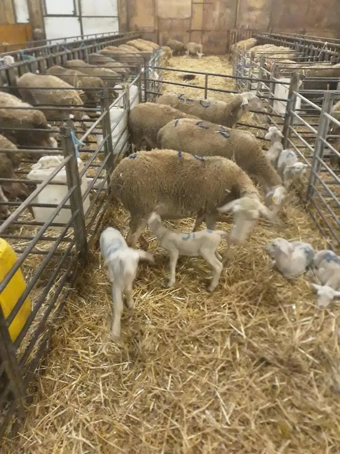 Eco Gite A La Ferme Campagnac  Campagnac (Aveyron)